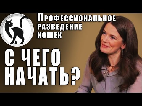 Видео: Профессиональное разведение кошек. С чего начать? | Professional cat breeding