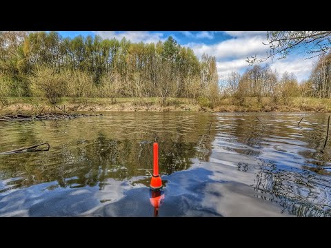 Видео: КРУПНЯК ПОШЕЛ! РЫБАЛКА У ДОМА НА ПОПЛАВОК! ВОДА УБЫВАЕТ-РЫБА ПРИБЫВАЕТ🎣