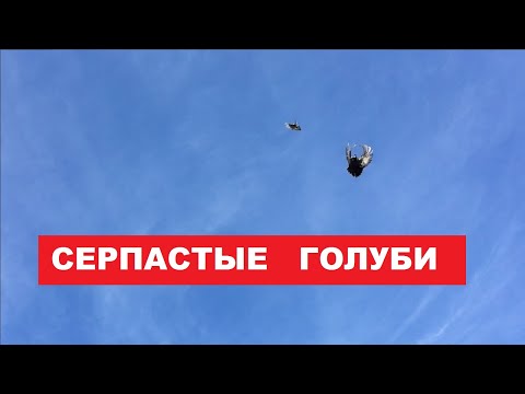 Видео: Заехали в гости к Григорию Александровичу. Посмотрим серпастых голубей и немного подкидушек.