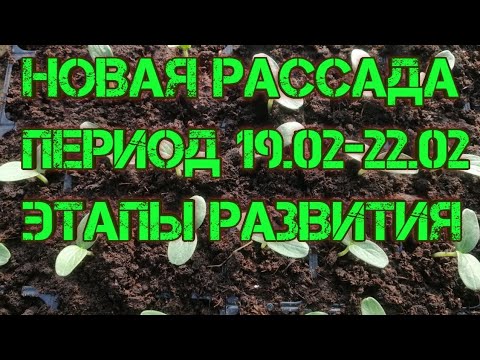 Видео: Всходы новой Арктики уже с нами🌱🌱🌱Период выращивания (19.02-22.02)