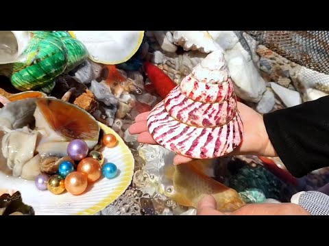 Видео: Теплые океанские течения приносят странных жемчужных улиток, невиданных ранее видов.