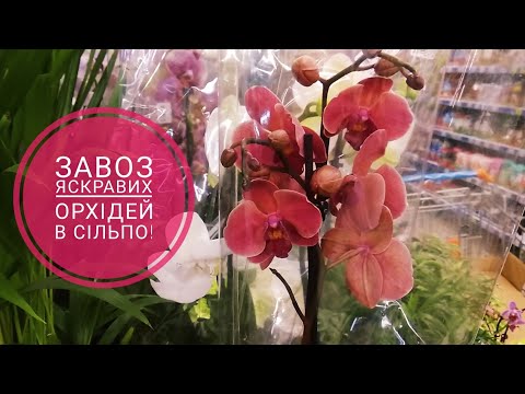 Видео: Завоз орхідей в Сільпо: Пульсація, Равелло, Asian Coral, Кімоно, Mountrex, міні орхідеї