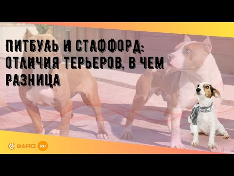 Видео: Питбуль и стаффорд: отличия терьеров, в чем разница