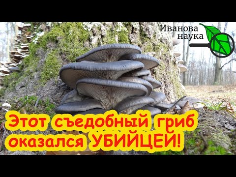 Видео: ОСТАВИМ КОММЕРСАНТОВ БЕЗ ШТАНОВ: просто СОБЕРИТЕ ЭТИ ГРИБЫ и закопайте в огороде. Оздоровление почвы