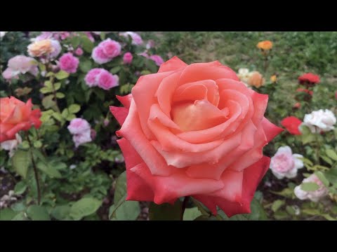Видео: ПОЧВА, ПОЛИВ, ПОДКОРМКА и ОБРАБОТКА РОЗ для ПЫШНОГО ЦВЕТЕНИЯ ч.2