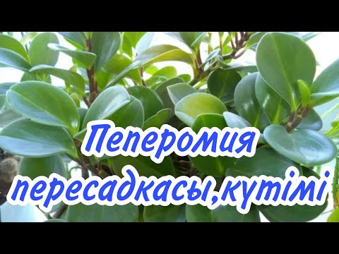 Видео: Пеперомия пересадкасы,күтімі #үйгүлдері #гүл #пеперомия