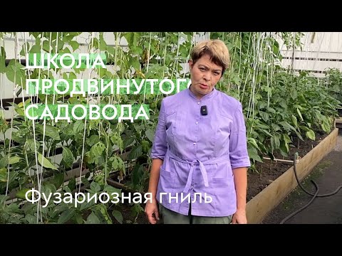 Видео: Фузариозная гниль: как защитить тыквенные культуры  #ШПС № 133