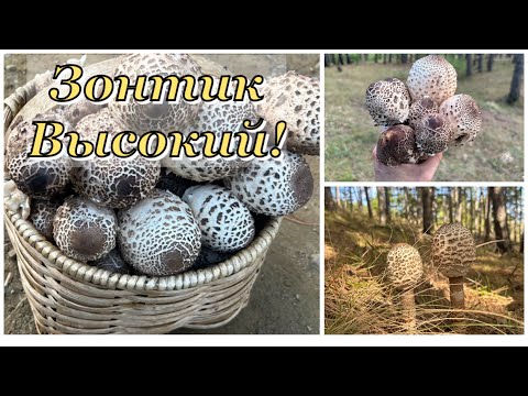 Видео: Не я искал грибы,они искали меня! Гриб-Зонтик высокий и этим всё сказано!