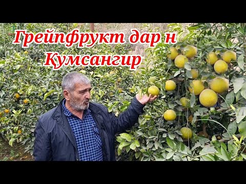 Видео: Грейпфрут аз Хориҷа барои  н Кумсангир