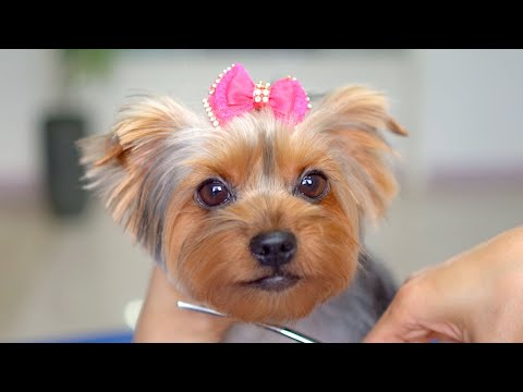 Видео: Вы будете рады ее видеть. ✂️❤️🐶 Маленькая девочка, полная любви!!