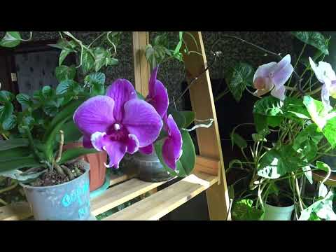 Видео: Обзор моих растений 🪴🪴🪴 Октябрь 🍂