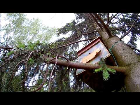 Видео: залетели два роя в ловушки, но матка в одном как-то погибла.