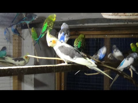 Видео: Осмотр и обработка гнезд у волнистых попугаев.