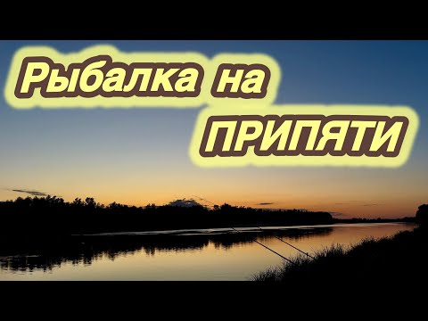 Видео: Таких Я Ещё не Ловил | Лещи на Припяти | Утренняя Рыбалка на реке Припять #рыбалка #fishing #припять