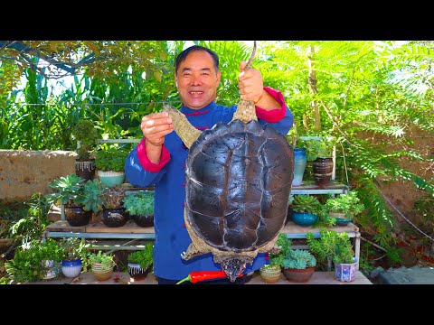 Видео: Огромная косолапая черепаха на теппаньяки! Самое вкусное мясо! Такое ароматное |Дядя Сельский Гурман