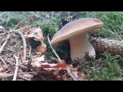 Видео: 10 серпня,чарівні грибочки.