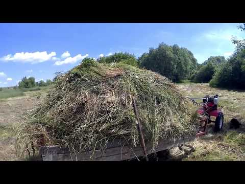 Видео: Сколько сена нужно корове? Заготавливаю разнотравье