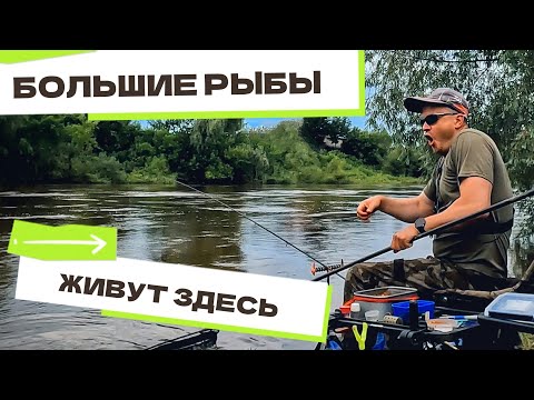 Видео: Огромный ЛЕЩ клюнул под берегом! Фидер на сильном течении. Поклёвки на фидер. Рыбалка 2025