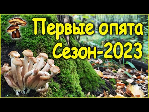 Видео: Первые опята в этом сезоне.