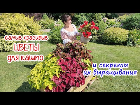 Видео: Самые лучшие цветы для кашпо, ЦВЕТУЩИЕ всё ЛЕТО! Безумная красота и самые неприхотливые варианты!