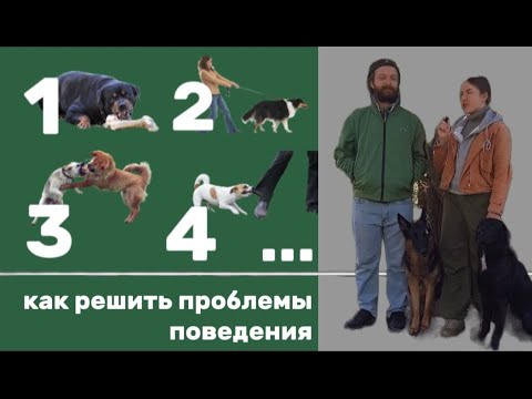 Видео: Коррекция поведения! Обрати внимание на ЭТО и у тебя начнет получаться! #собака #коррекция