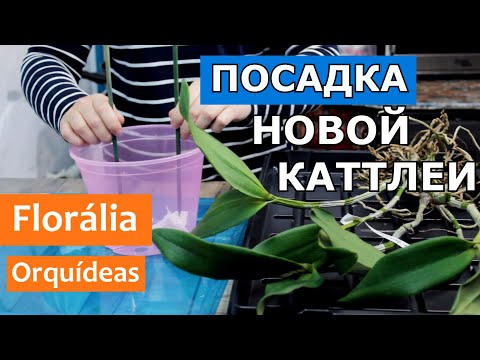 Видео: Посадка высокой  КАТТЛЕИ. Blc. Durigan 'Hercules' от Florália Orquídeas