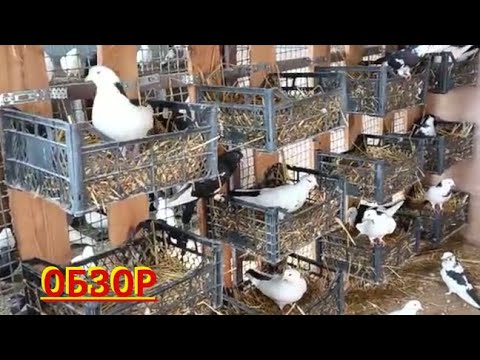 Видео: Обзор голубей Максима в Ярославле!