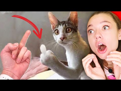 Видео: ПРЕДУПРЕЖДЕНИЕ!!! Эти милые кошки и собачки заставят вас смеяться! НЕ ЗАСМЕЙСЯ ЧЕЛЛЕНДЖ! Funny Cats