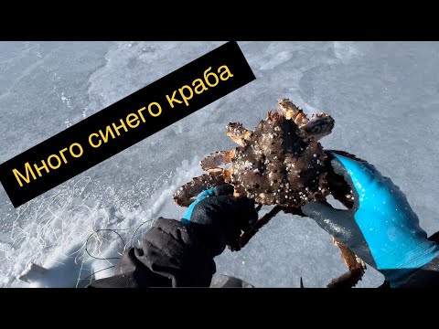 Видео: МНОГО СИНЕГО КРАБА / BLUE CRABS. MAGADAN