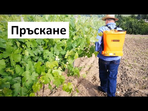 Видео: Пръскане на Лозя против мана, брашнеста мана