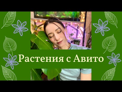 Видео: 10+ растений с Авито