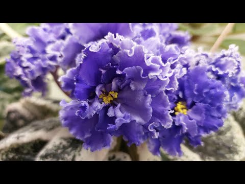 Видео: 24.04.23./НОВИНКИ/Выствка фиалок в Доме фиалки(МК)#фиалки#выставка#домфиалок#