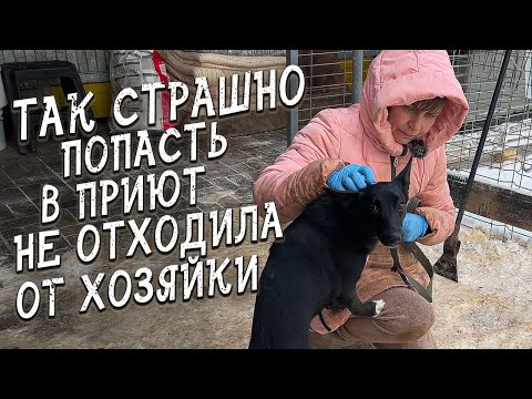 Видео: Спасение животных / Две новые бояки в Хвостатом Счастье