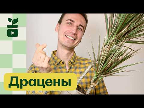 Видео: Драцена — звезда 90-х | Уход, сорта, воспоминания