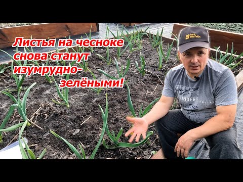 Видео: Проверенная подкормка чеснока, которая сделает листья зелёными!