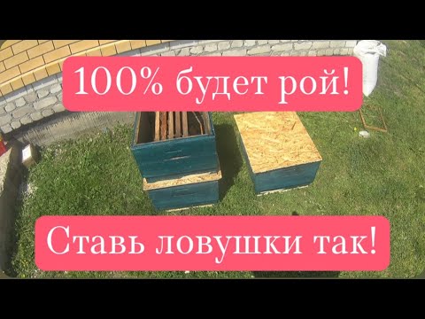 Видео: Как поймать рой пчел? Маленькие хитрости, #пчелы#пчеловодство #пасека #пчела #улей