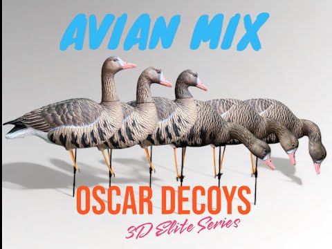 Видео: Обзор на комплект чучел Oscar Decoys Avian-Mix Elite 3D