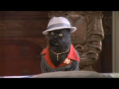 Видео: Кот Сэйлем - лучшее. Часть 3 (Сабрина - маленькая ведьма)