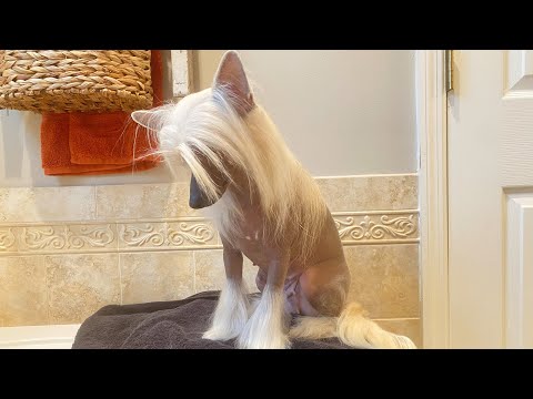 Видео: Уход за китайской хохлатой собакой — ПРОСТОЙ СПОСОБ!