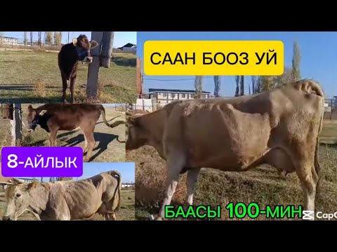 Видео: БООЗ СААН УЙ жана МАЛ КЫЛГАНЫ УРГААЧЫ ТОРПОК САТЫЛАТ ЧҮЙ СОКУЛУК РАЙОНУНДА ☎️ ЧАЛЫҢЫЗ 