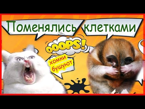 Видео: Поменялись клетками. Хомки бушуют!