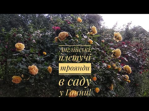 Видео: Англійські та плетисті троянди в саду у Ганни 2020 Ч1. English and сlimbing roses