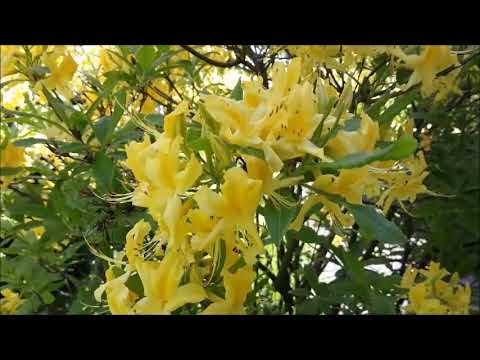 Видео: О, Господь, в молитве пред тобой склоняюсь...