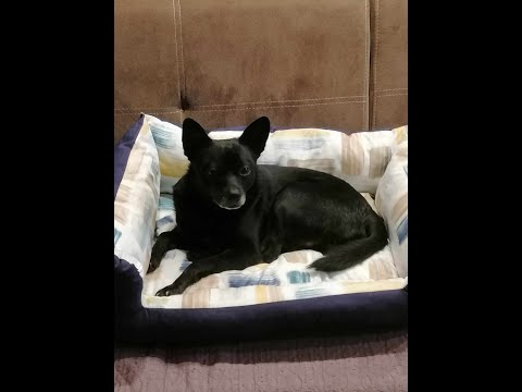 Видео: Живот на село с Дани и Петрьо  :Огромната ни загуба -РОНДО  /  LINE D5