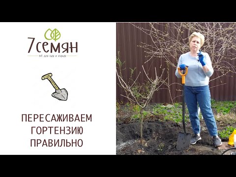 Видео: КАК ПРАВИЛЬНО ПЕРЕСАДИТЬ ВЗРОСЛУЮ ГОРТЕНЗИЮ?ВОТ ТАК!