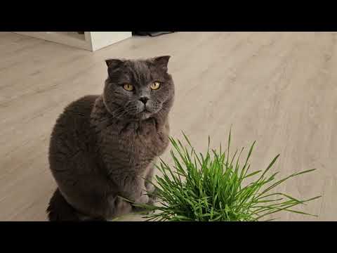 Видео: Купили Сильверу травку / Смешные животные