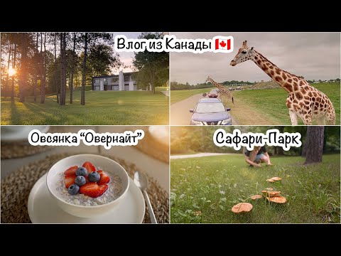 Видео: Будни мамы из Канады🇨🇦Утренняя рутина☀️Полезный завтрак🥣Грибная поляна🍄Сафари🦒