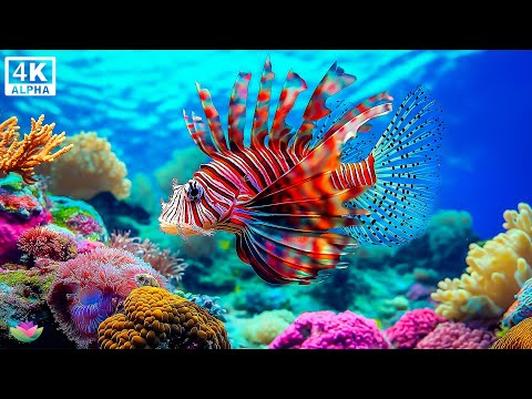 Видео: Расслабляющее пианино 🌊 Музыка исцеления и магия океана для сердца