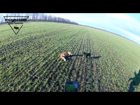 Видео: Охота на лису 2021