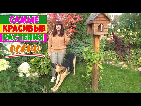 Видео: ДЕКОРАТИВНЫЙ САД: самые КРАСИВЫЕ РАСТЕНИЯ для ОСЕННЕГО САДА!